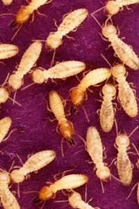 uploads/images/pest/groundnut termites.jpg